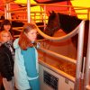 2010-01-10_faszinierende_circuspferde